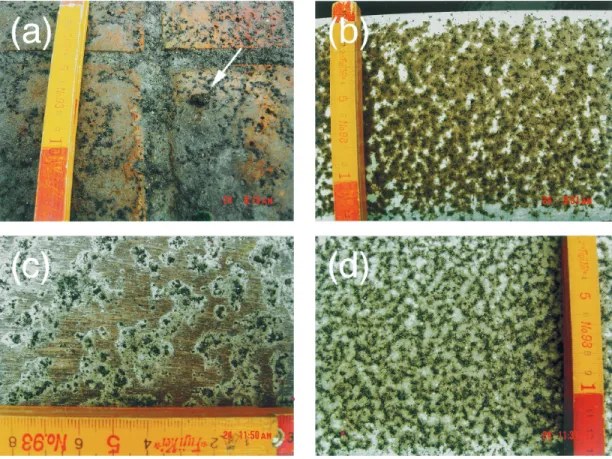 Fig. - . Occurrence of the pyroclastic fall deposits derived from the eruptions at +3 : .