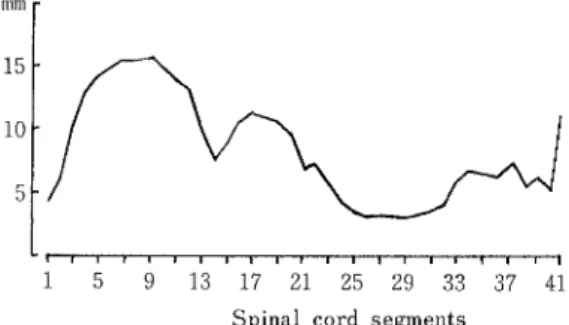 Table lと Fig,2に 示 した。 Fig.2の 横軸 には各 面積 の推移をより正確 に表現するため ,各 節長 に比例 した問 隔を採って各節 を区分 した。各面積の推移は平行的であ り ,両 膨大の最大値 ,中 位頚髄の最小値 はいずれも同一 節内にあった。 横断全面積 についてみると ,第 1節 は第 1脊 n44経 の レベルでは頚膨大部程度 もあるが ,第 2節 にかけて急激 に縮小する。第 4〜 10節 までは節長の最 も長い部 に当 る Cervical cord(l st〜 15 