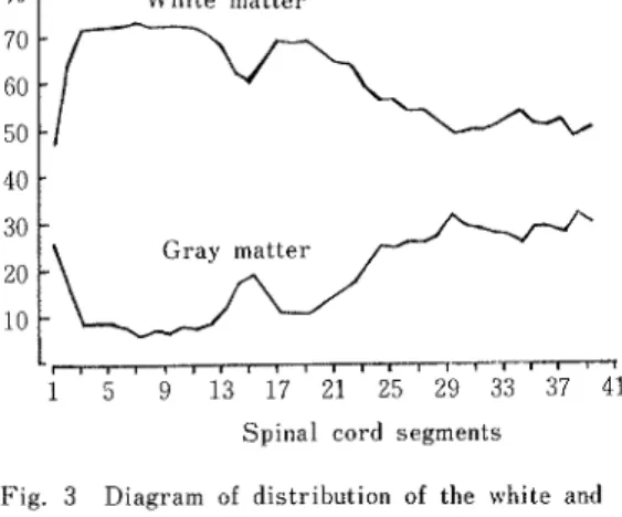 Fig 4  Curve shoヽ ving the proportion of  、 vhite matter to gray matter. が ,横 断面積 は下位腰仙髄以下 を除いては最低で ある。 頚膨大の最大値 は第 15節 にあり ,こ れは頚髄最月ヽ 値 の 2.2 倍 ある。中位胸髄 は両膨大部 に挟 まれた領域で ,頚 髄最 小値の 1.皓 ある。腰膨大の最大値 は第 25節 で ,頚 髄 最月ヽ 値 の 2.瑞 ,頚 膨 大 最 大値 の 1.3倍 あ る。 この測定 には glyco