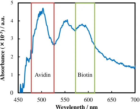 Fig.  2-9  Absorbance  of  the  fluorescently  labeled  avidin  and  biotin  depending  on  the  wavelength