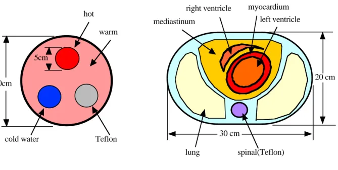 Fig.
2.3.1Fig.
2.3.1Fig.
2.3.1Fig.
2.3.1 Fig.
2.3.1　円筒型ファントム（a)は直径 20cm で内部に直径 5cm のホット領域、コー ルド領域及びテフロンの領域を持つ。心臓ファントム（b）は、内部に肺野、脊椎、縦隔、 心筋、左室及び右室の構造を持つ。 得られたTRANのサイノグラムを画像再構成し、ヒストグラムの閾値からテフロン、水、 空気にセグメンテーションしそれぞれに吸収係数の理論値を当てはめた。吸収係数は、 テ フロンμ Teflon =
0.151c