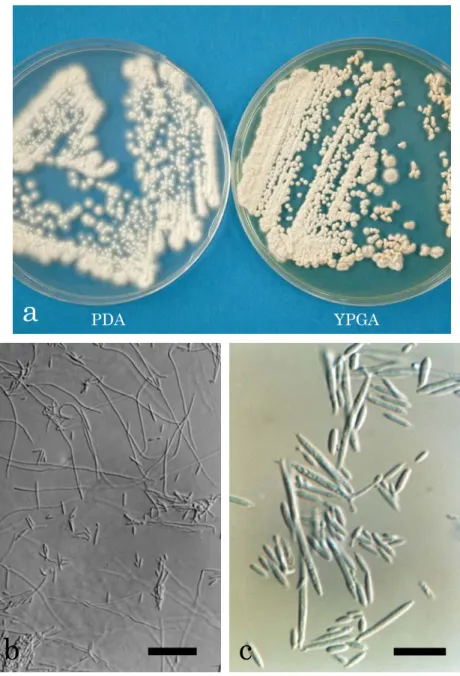 Fig. 3.  Colony characteristics and light micrographs of the isolate PFS 007.