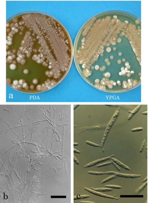 Fig. 4.    Colony characteristics and light micrographs of the isolate PFS 002. 