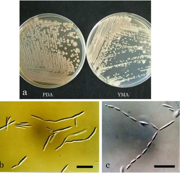 Fig. 5.    Colony characteristics and light micrographs of the isolate PFS 014. 