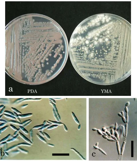 Fig. 6.    Colony characteristics and light micrographs of the isolate PFS 037. 