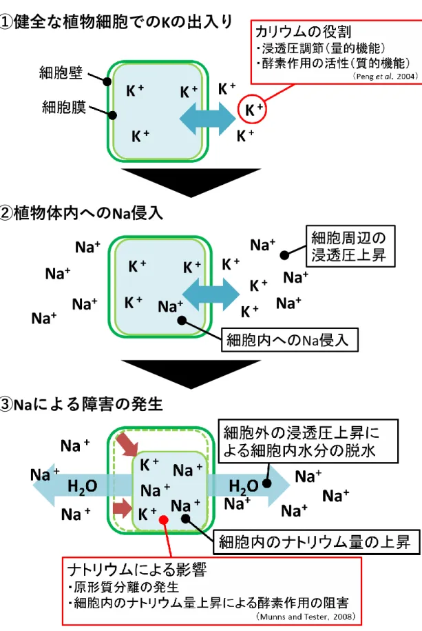図 3.2.4   植物細胞内における Na の影響の模式図 