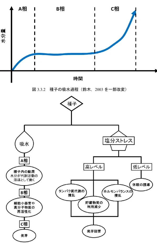 図 3.3.2  種子の吸水過程（鈴木，2003 を一部改変） 