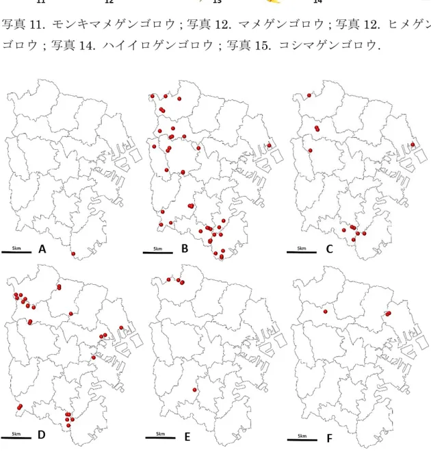 図 5A.  モンキマメゲンゴロウ；図 5B.  マメゲンゴロウ；図 5C.  ヒメゲンゴロ ウ；図 5E.  ハイイロゲンゴロウ；図 5F.  コシマゲンゴロウ． 