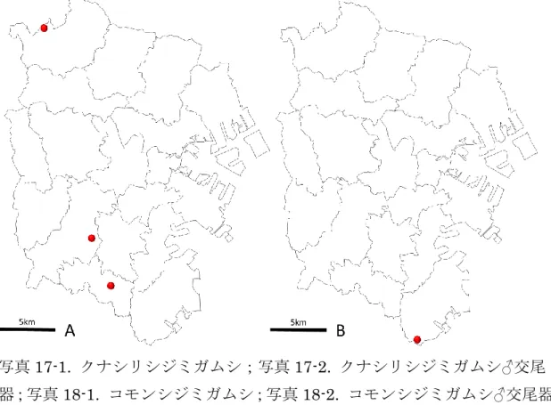 図 8A.  コモンシジミガムシ分布図；8B.  クナシリシジミガムシ分布図. 