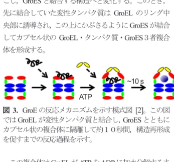 図 1 に示した GroEL14 量体の上下両端には変性タンパ