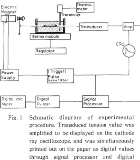 Fig.  I  Schmatic  diagram  of  experimental  procedure.  Transduced  tension  value  was  amplified  to  be  displayed  on  the  cathode  ray  oscilloscope