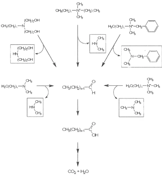 Fig. 1. 5 General  degradation pathway of cationic surfactants. 