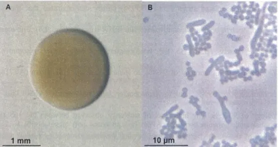 Fig. 2.  3 Morphology  of Arthrobacter sp . E5  as  seen by  light microscopy  under (A)  optical (B)  phase contrast conditions