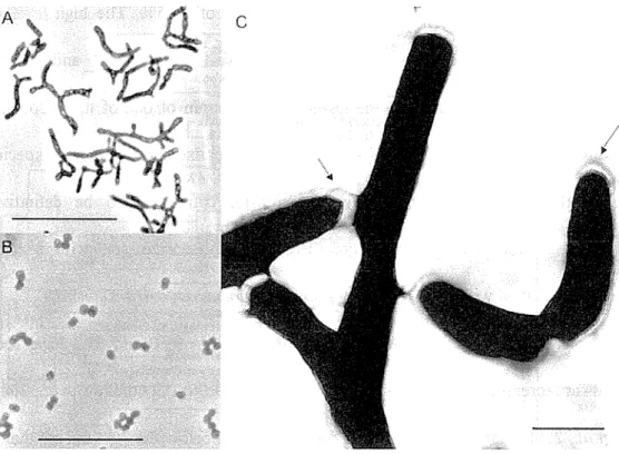 Fig.  2.  5  Morphology  of  Rhodococcus  sp.  strain  A2  as  seen  by  Phase  contrast  microscopy  (A  &amp;  B), and transmission electron microscopy  (C)