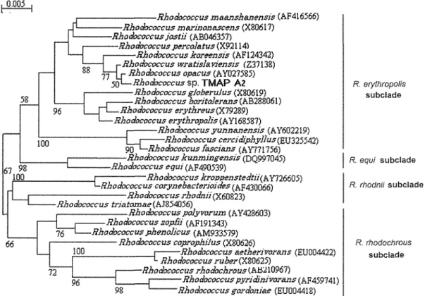 Fig.  2.  6  Phylogenetic  tree  based  on  16S  rRNA  sequence  showing  the  relationship  between strain TMAP A2  and most closely  related species of the genus  Rhodococcus