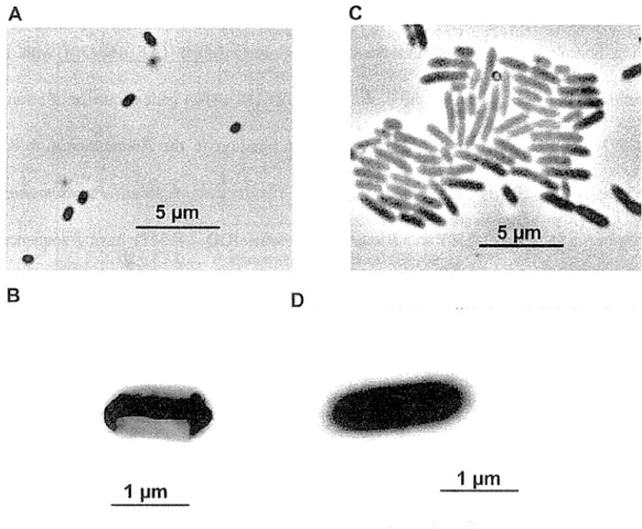 Fig. 2.  8 Morphology  of Pseudomonas sp.  strain A9  and  B9b as  seen by  phase  contrast  microscopy  (A  &amp;  C)  and transmission electron microscopy (B  &amp;  D), respectively