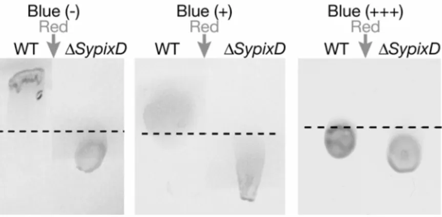 図 4  寒天プレート上にスポットした Synechocystis の野生株（WT）と SypixD 遺伝子破壊株（Δ SypixD ）の 赤色光（矢印）への走光性に対する青色光の影響。 