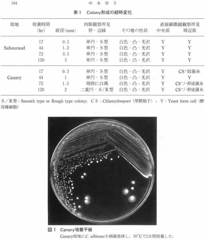 表 1 Colony 形成の経時変化