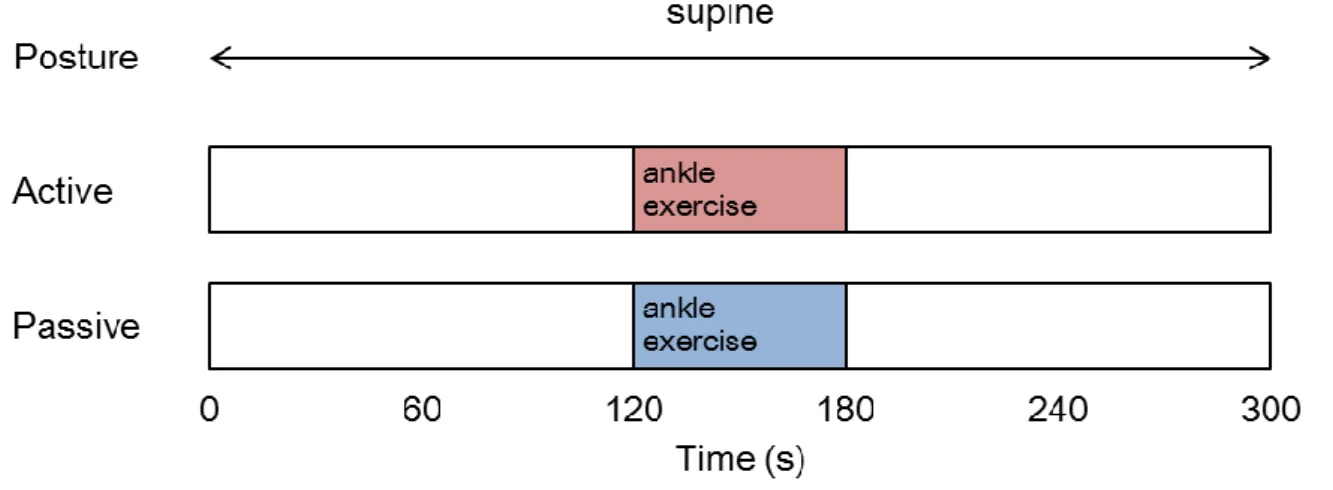 Figure 2.1. Schematic representation of the experimental protocol (Chapter 2)  The ankle exercises began at 120 s