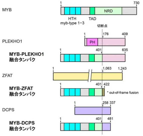 図 2 ： MYB 融合遺伝子 イン構造