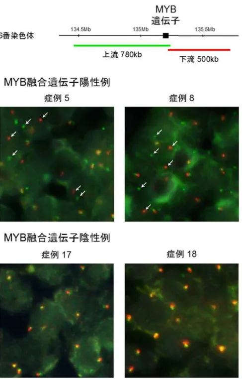 図 3 ： Fluorescence in situ hybridization (FISH) 法 解析