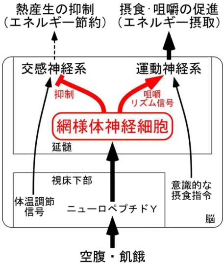 図 ：飢餓 生 延び 脳 備わ 神経回路 模式図 通常 熱産生 体温調節 摂食 交感神経系 運動神経系 独立 制御さ 空腹 飢餓時 視床 部 ュ ロペ プ Y 作用 飢餓信 延髄 網様体 伝 さ こ 活性化さ 網様体神経細 胞 交感神経系 抑制 こ 熱産生 抑制 エ ギ 節約 運動神経系 咀嚼 信 送 こ 咀嚼 摂食 進 エ ギ 摂 させ ．  展開  研究 飢餓反応 生 出 神経回路 基 的 仕組 明 こ 神経回路 熱産生 抑制 通 体温 させ こ 現 社会 増加 い 過度 イエッ や拒食 栄養 足 生 