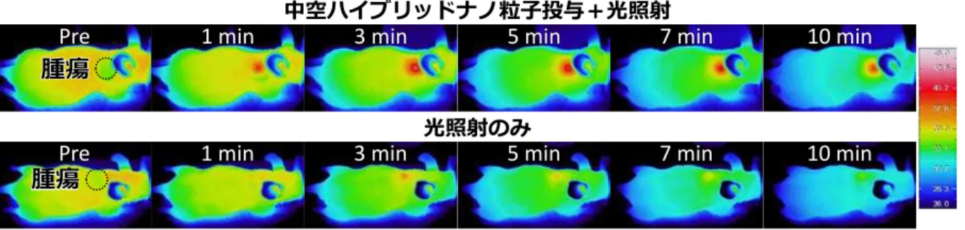 図 4.  ナノ粒子を投与してから患部にレーザー照射したマウスの熱画像（上段） 。ナノ粒子を投 与せずにレーザー照射したマウスの熱画像（下段） 。ナノ粒子により腫瘍のみが加熱されてい る。 図 5