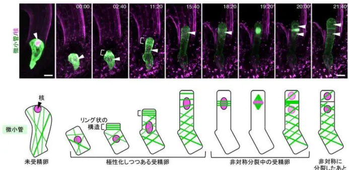 図 2. シロイヌナズナの未受精卵と受精卵内部における微小管の並びの変化  微小管と核はそれ ぞれ緑色とピ ンク色で示しています。また、括弧部分は微小管がリング状に配向した部 分を示します。細胞が伸び始めたあと、核（矢尻）は次第に上方向に移動して分裂します。右上の数字はラ イブイメージング開始からの時間（時：分）、スケールバーは 10 マイクロメートル（μm）を表しています。     図 3