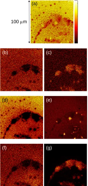 Fig.  3.3.  Positive  secondary  ion  images  of  a  mixed  sample  of  PEG  and  PMA  [64]
