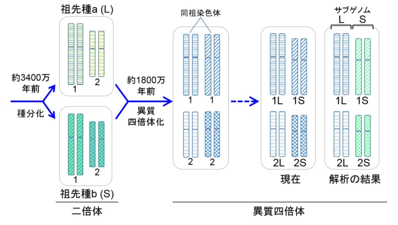 図 4.  異質四倍体は祖先種に由来する 2 つのサブゲノムをもつ。 ここでは簡単にするため祖先種 a と b の染色体は 1 番と 2 番の 2 対のみを描いた （実際は祖先種は 9 対でアフリカツメガエルは 18 対であ る）。異質四倍体化の直後は、同祖染色体間に区別がないが現在までに一方が短くなったと考えられ る。そこで長い方を L （ long ）、短い方を S （ short ）と命名した。今回、詳細なゲノム解析を行った 結果、染色体 L のセットと S のセットが、祖先種由来のゲノム（これをサブ