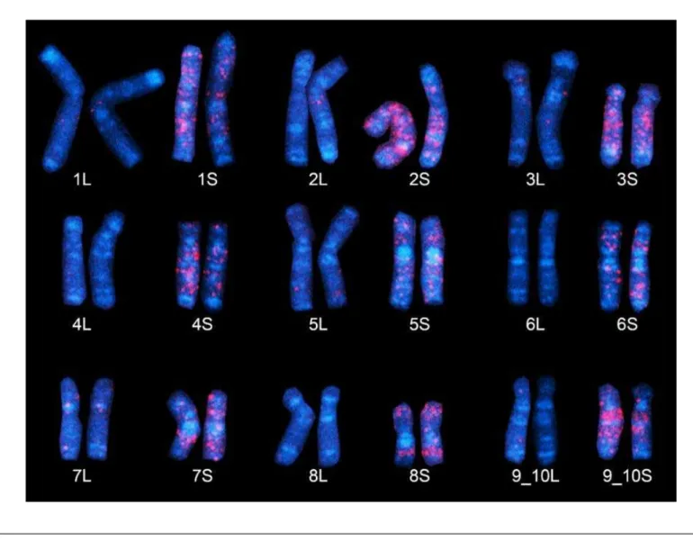 図 5.  アフリカツメガエルのサブゲノムの同定。サブゲノム S に特異的な“化石化” DNA 配列を用い て、染色体（青）を FISH 法で赤く染色したもの。染色体 1 番～9 番（9_10 番）の S の染色体により多 くの赤い染色が見られる。これらは祖先種 S に由来したものと考えられる。9 番目の染色体は、ネッ タイツメガエルの 9 番と 10 番染色体が融合した染色体に相当するため染色体 9_10 番と呼ぶ。 