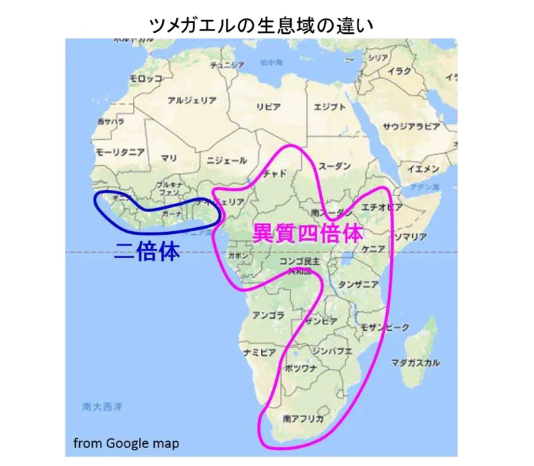 図 6.  異質倍数化により何がもたらされたか。アフリカにおける、ツメガエル属の二倍体種と異質四 倍体種の生息域を示す（Evans et al, 2004 改変）。二倍体種は赤道付近の熱帯地方に限られている が、四倍体種はチャドから南アフリカまで広く分布する。このことから、異質四倍体化により環境適 応能力が増して広範囲に生活範囲を広げたと考えられる。なお、二倍体のネッタイツメガエルの適温 は 26 度前後、異質四倍体のアフリカツメガエルは 14 ～ 23 度である。