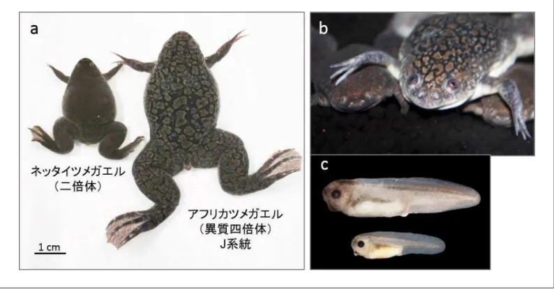 図 2.  アフリカツメガエルとネッタイツメガエル。 （a） 成体メスの比較。 外見は良く似ているが、 ア フリカツメガエルの方がネッタイツメガエルより大きい。 （b） 頭部の拡大図。 アフリカツメガエル （上） とネッタイツメガエル （下） では顔つきが異なる。 このアフリカツメガエルは近交系の J 系統である。 （ c ）胚の比較。アフリカツメガエル（上）とネッタイツメガエル（下）の胚。アフリカツメガエルと ネッタイツメガエルの卵の直径はそれぞれ 1.2 mm と 0.7 mm であり、アフリカツメガエ