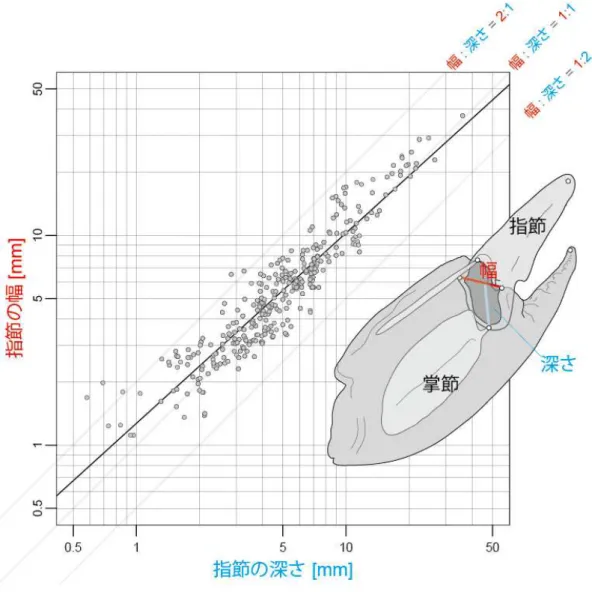図 3 ．十脚類のハサミの指節の深さと幅の関係 (Fujiwara and Kawai (2016) を改編 ) 。