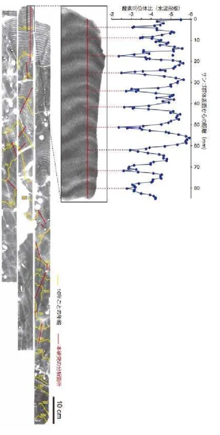 図 1  （左）サンゴ骨格コアの軟 X 線画像。白黒のバンドは，季節による骨格密度の違いによるも の。1 年に 1 本形成される。 