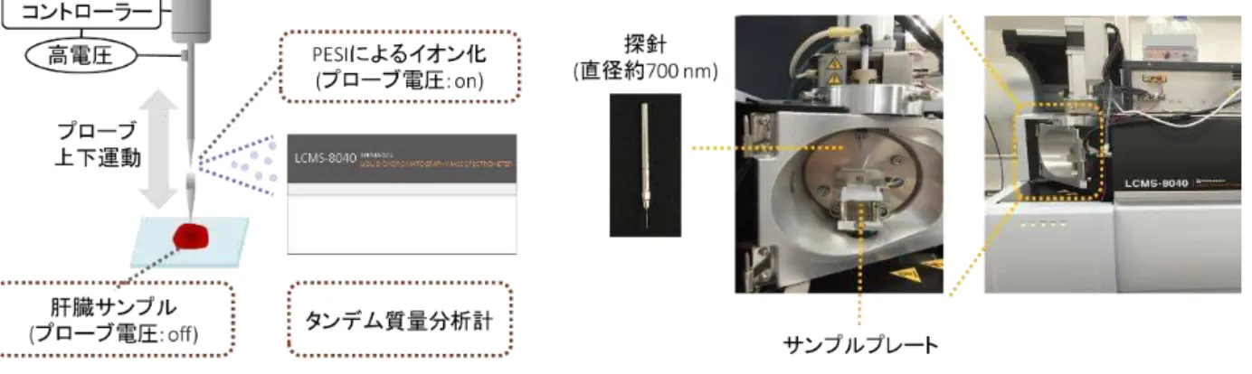 図 1  PESI/MS/MS システムの概略図 図 2  主成分分析の結果 さらに、本手法を生きたマウスの肝臓に応用し、メタボライトのリアルタイム・モニタリングを行 いました（図 3 ）。ここでは、エネルギーの産生に不可欠な「 TCA 回路」 5 を構成する成分（フマ ル酸およびα－ケトグルタル酸）をリアルタイムでモニターし、 TCA 回路をピルビン酸の投与 によって意図的に亢進させることで、フマル酸およびα－ケトグルタル酸の上昇を捕捉出来る か検証しました。その結果、図 3 に示すように、ピルビン酸の投
