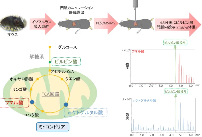 図 3  リアルタイム・モニタリング（上）と TCA 回路（左下）の概略図 およびフマル酸、 α- ケトグルタル酸のモニタリング図（右下） 【成果の意義】 前処理操作が不要な新たなメタボライトの分析手法を開発したことで、生体内のメタボライト の変化をより正確に捉えることが可能になることが期待されます。さらに、本手法を生きた動物 だけでなく、植物にも適用することで、動・植物のメタボライトのリアルタイム・モニタリング手法 としての応用展開が期待されます。 【用語説明】 1