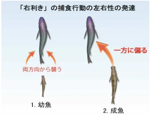 図 8 ．鱗食魚の捕食行動の左右性の発達モデル。鱗食を開始した幼魚期は両 方 向から襲 うが、 成魚にな ると口部 形態と 合う方向 からのみ 襲うよ うにな る。