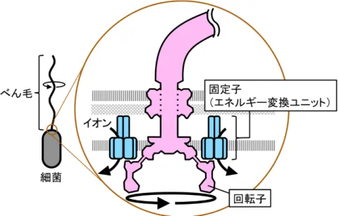 図 1 ．べん毛モーターの模式図 多くの細菌は、 細胞表面から生えた繊維 （べん毛） をスクリューのように回転 させることで、 泳ぐための推進力を生み出す。 べん毛の根元には回転するモータ ー （べん毛モーター） が存在する。 べん毛モーターの主幹となるのが、 回転子と 固定子と呼ばれる部分で、 固定子の中をイオンが流入することによって、 固定子 と回転子が相互作用して、回転力が発生する。