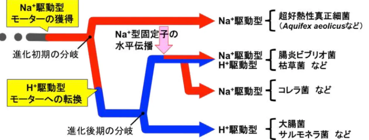 図 4 ．進化過程におけるべん毛モーターのエネルギー源の変遷の予想 進化初期に分岐した超好熱性細菌が、 Na + 駆動型の固定子を持っていることか ら、 細菌の祖先は、 まずナトリウムイオン （ Na + ） 駆動型のモーターを獲得した。 進化の比較的初期の段階で、 モーターは Na + 駆動型から水素イオン （ H + ） 駆動型 へと転換され、現在大腸菌などの多くの細菌においては H + 駆動型が主流となっ ている。またビブリオ菌やコレラ菌などの一部の細菌では Na + 型固定子の水平 伝播により、 N