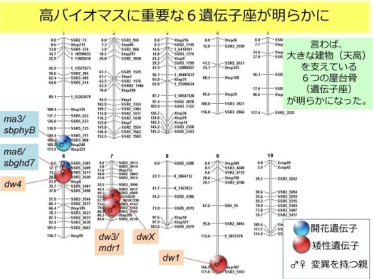 図 3.  天高 高バイ ス 成 重要 ６遺伝子座 