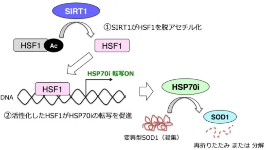 図 3 SIRT1 活性化によ 変異 SOD1 毒性軽減 カニ ．