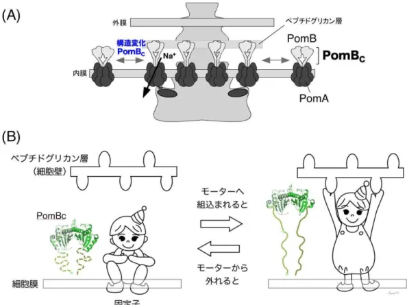 図 ：モーター の組み込みに伴う固定子の構造変化モデ