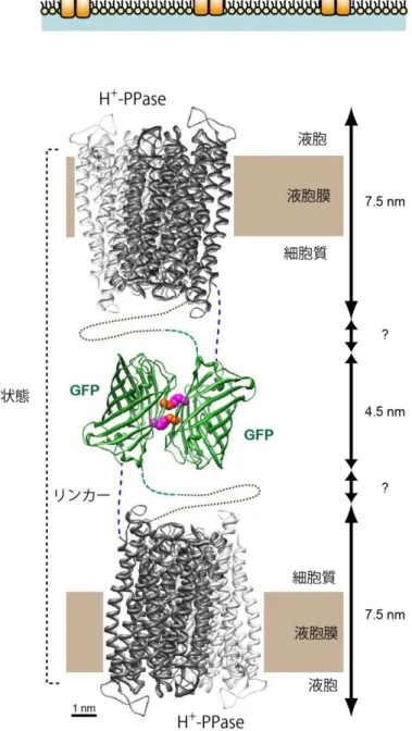 図   H + - ロホ ー 連結 た GFP 二量体を形成 膜を接着 い 。