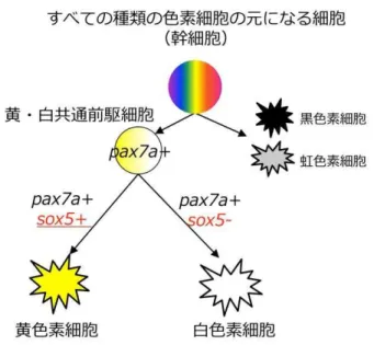 図  黄色素細胞 白色素細胞 発生経路 色素細胞 元 細胞 化 過程 pax7a 遺伝子 働 黄色素細胞あ い 白色素細胞 い こ 運 け さ sox5 遺伝子 黄色素細胞 白色素細胞 運 け 換え イッ し 働 sox5 遺伝子 働いた細胞 黄色素細胞 sox5 遺伝子 働 た 細胞 白色素細胞 化 ＜本研究 意義 後 発展 ＞ 色素細胞 神経冠細胞 多能性幹細胞 化誘導さ こ い 哺乳 類 含 脊椎動物 共通 存在 黒色素細胞 化誘導 必要 因子 明 い 黄色素細胞 白色素細胞 虹色素細胞 哺乳類 持た