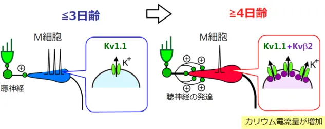 図 M 細胞 単発発火特性 分子基盤 Kv1.1 Kv β 2 補助