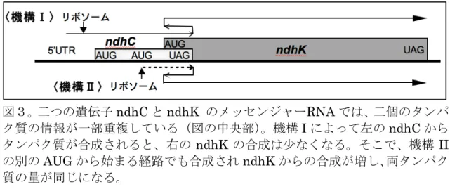 図 遺伝子 ndhC ndhK  ッ ン ャ RNA 個 タン 質 情報 一部 複 い 図 中央部 機構 I ndhC タン 質 合 右 ndhK 合 少 く そ 機構 II 別 AUG 始 経路 合 ndhK 合 増 両タン 質 【背  景】葉緑体と 、炭酸ガスを吸収して酸素を放出 環境保全 炭酸ガス ら炭水化物を合成 食料生産 強大 タンパク質合成装置を持つ タンパク生産 ゲノム 花粉 入ら い 環境安全性 【葉緑体工場】 【基盤技術開発】 ・葉緑体ゲノム 詳細解析：外来遺伝子 導入部位 決定 ・葉緑体