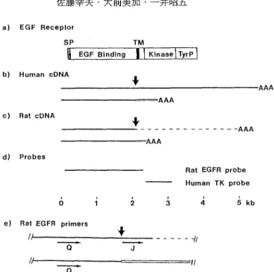 図 EGFRcDNA の模式図. ( a ) 全長型ヒト EGFR タンパク. S P ; シグナルペプチド. EGF B i n ‑ ding;EGF 結合ドメイン. TM; 膜貫通ドメイン