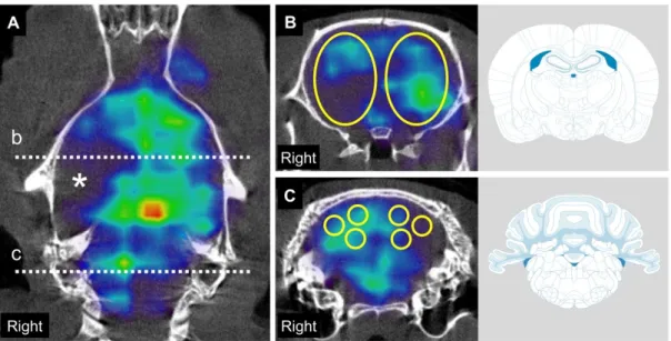 Figure 1. Single photon emission computed tomography (SPECT) / computed tomography (CT)  images and regions of interest (ROI) settings to evaluate cerebral and cerebellar blood flow after  MCAO