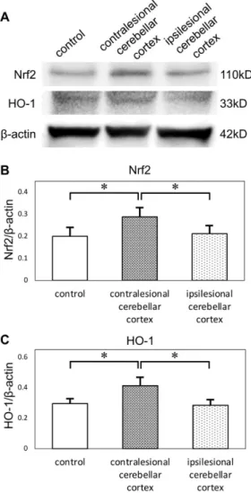 Figure 4. (A) Western blots of cerebellar cortices show expression of Nrf2 and HO-1. Protein levels  were normalized to beta-actin